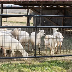 Tarter 14 ft. 2 x 4 Wire Filled Gate 72 lb. Gray