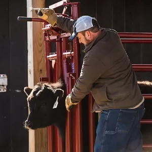 Tarter CattleMaster Series 3 Automatic Headgate for Cattle Up to 1,200 lb. 19-1 2 in. x 41 in. x 72 in. Red 223 lb.