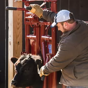 Tarter CattleMaster Series 3 Automatic Headgate for Cattle Up to 1,200 lb. 19-1 2 in. x 41 in. x 72 in. Red 223 lb.