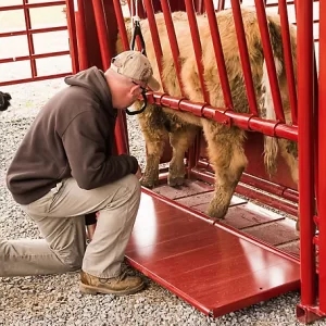 Tarter CattleMaster Series 3 Standard Squeeze Chute with Automatic Headgate