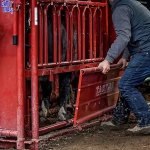 Tarter CattleMaster Series 6 Heavy-Duty Squeeze Chute with Automatic Headgate