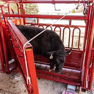 Tarter CattleMaster Series 6 Heavy-Duty Squeeze Chute with Manual Headgate