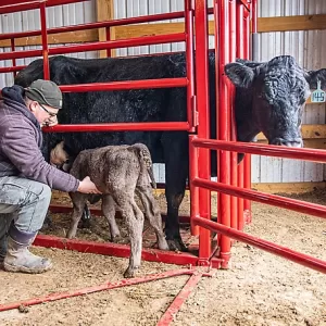 Tarter Maternity Pen with Automatic Headgate