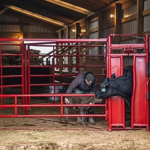 Tarter Maternity Pen with Automatic Headgate