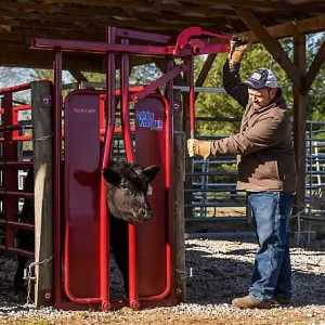 Tarter Series 3 Manual Headgate for Cattle Up to 1 200 lb. 8 in. x 60-1 2 x 76 37-1 2 in. Mounting Bolt Width