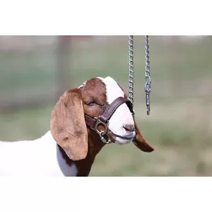 Sullivan Supply 1st Class Sheep Show Halter